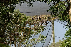 0813 Wildlife Habitat Port Douglas